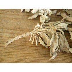 Encens en vrac 200grs Sauge blanche (Salvia Apiana)