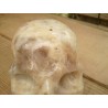 Crâne en Pierre de Lune crème 712grs 10.1cm