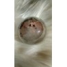 Sphère en Lodolite ou Quartz Chaman (Garden) 53.2mm 201grs