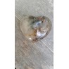 Coeur en Lodolite ou Quartz Chaman (Garden) 53mm 79grs