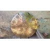 Gong Tibétain 7 métaux 2365grs 47.7cm
