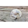 Crâne en Pierre de Lune crème 545grs 9cm
